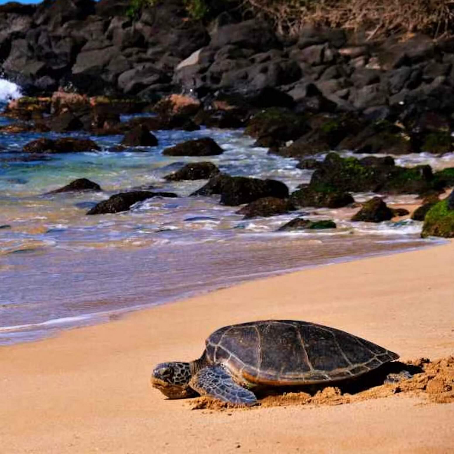 Turtle at Laniake Beach